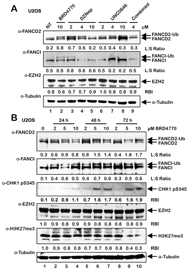 BRD4770-induced activation of the FA pathway may occur via inhibition of the PRC2 complex.
