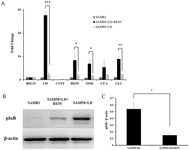 RESV supplementation leads to up-regulation of neuroprotective factors.