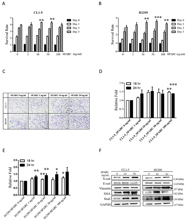SPARC stimulation induces proliferation, migration and EMT signaling pathways in lung cancer cells.