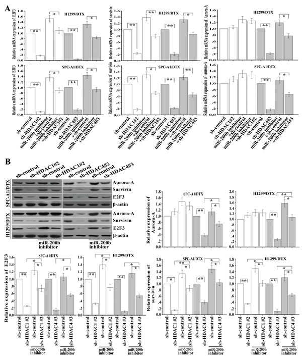 Downregulation of HDAC1/4 suppresses expression of E2F3, survivin and Aurora-A partially through the miR-200b-dependent pathway.