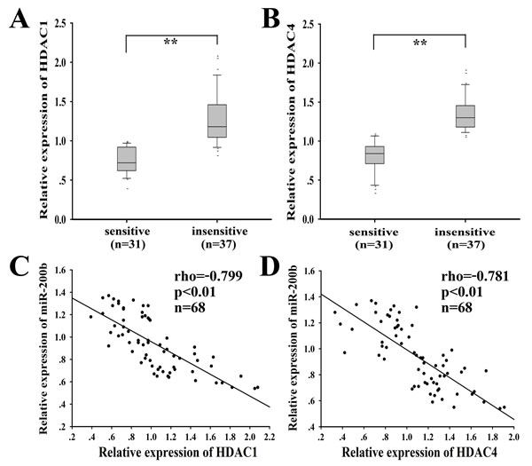 HDAC1/4, inversely correlated with miR-200b, is upregulated in docetaxel-insensitive human LAD cases compared with docetaxel-sensitive LAD cases.