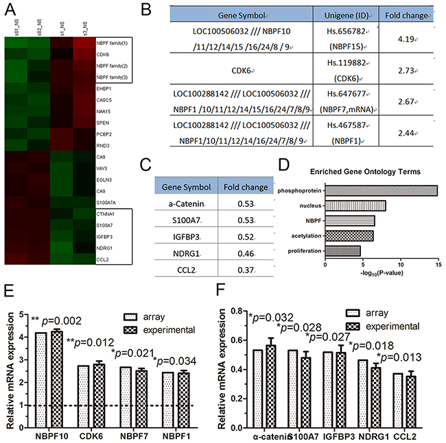 The expression of NBPF genes was increased in &#x03B1;-catenin-knockdown HaCaT cells.