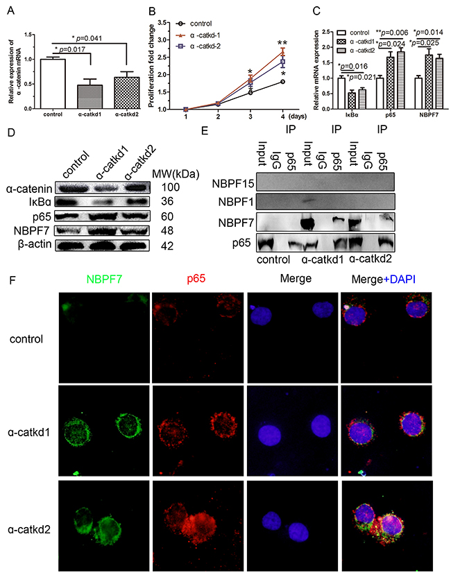 Activated NF-&#x03BA;B pathway interacted with NBPF7.