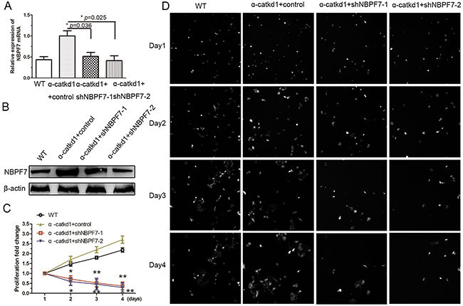 Silencing NBPF7 inhibited the enhanced proliferation of &#x03B1;-catenin knockdown HaCaT cells.