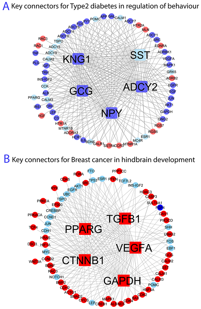Figure 4:&#x00A0;&#x00A0;&#x00A0;&#x00A0; Network topology and key genes connecting (A) obesity and Type 2 diabetes in regulation of behaviour and (B) obesity and breast cancer in hindbrain development.