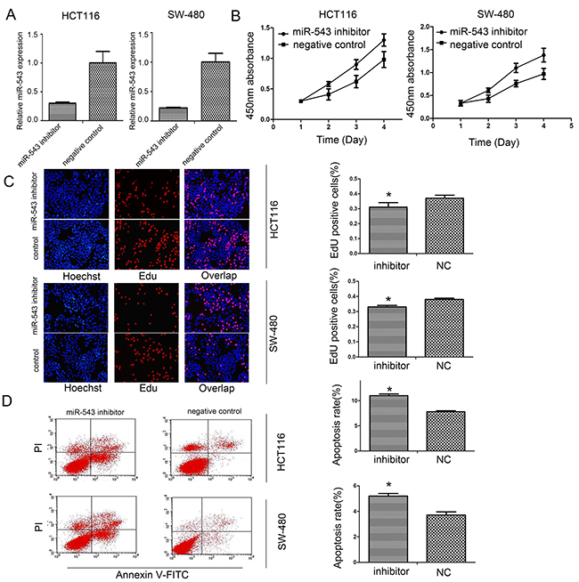 miR-543 promotes cell proliferation and reduced apoptosis of CRC cells.