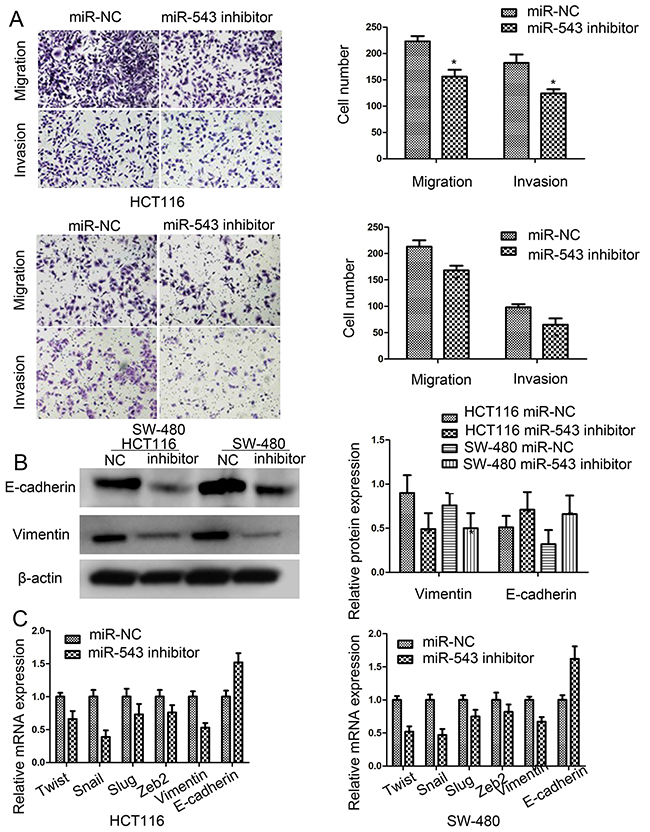 miR-543 promotes cell migration, invasion and mesenchymal-epithelial transformation (EMT) of CRC cells.