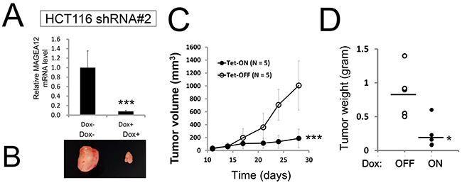 Knockdown of MAGE-A12 diminishes cancer cell growth in vivo.