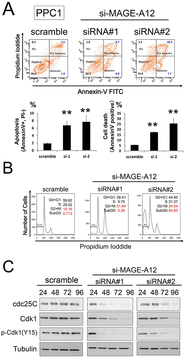MAGEA12 regulates the cell cycle and apoptosis of cancer cells.