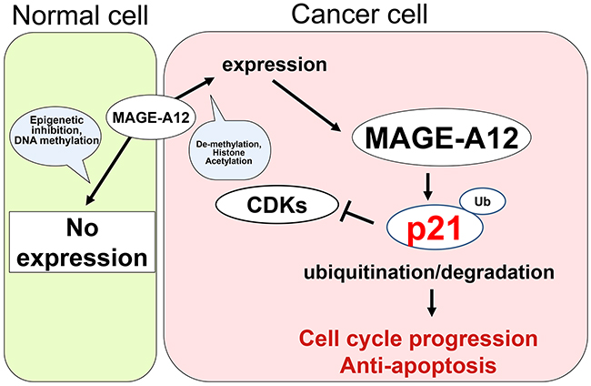 Model of the interaction between MAGE-A12 and p21 in cancer cells.