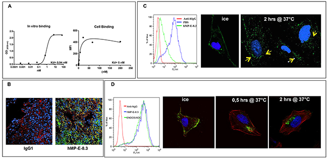 hMP-E-8. 3 binds endosialin in vitro/in vivo and is internalized into SJSA-1 cells.