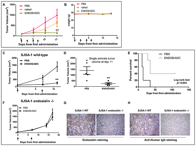 Therapeutic activity of ENDOS/ADC against SJSA-1 osteosarcoma xenografts.