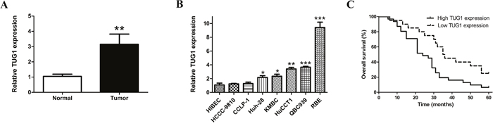 TUG1 is upregulated in both CCA tissues and cell lines, and overexpressed TUG1 decreased overall survival in patients with CCA.