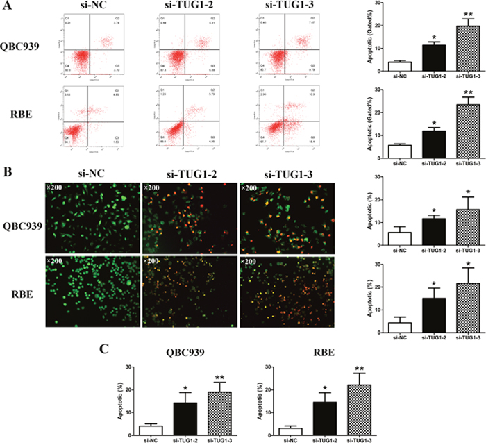 Silencing of TUG1 induced apoptosis in CCA cells.