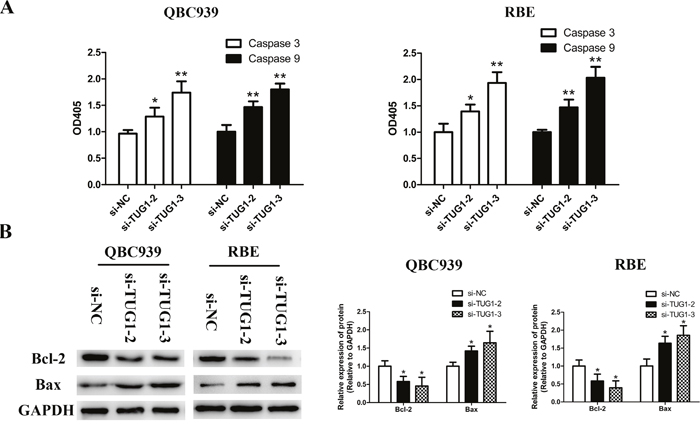 TUG1 depletion facilitated apoptosis by activating caspase-3, -9 and Bax expression, and repressing Bcl-2 expression in CCA cells.