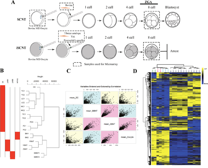 Schematic illustration for exploring reprogramming barriers and overview of total gene expression variation.