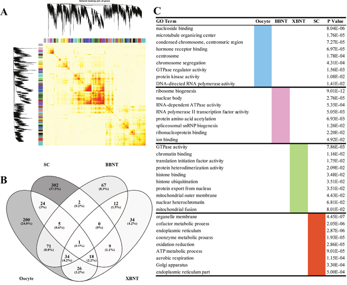 The heatmap plot of gene network and the GO enrichments of differentially expressed genes.