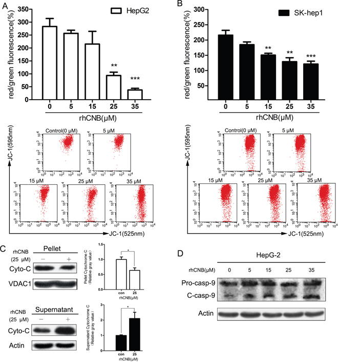 Exogenous CNB damages HepG-2 and Sk-hep-1 mitochondria.