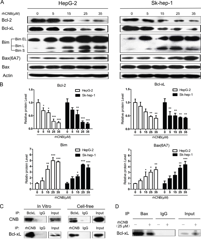 rhCNB alters the expression of Bcl-2 family members and weakens the interaction of Bcl-xL and Bax.