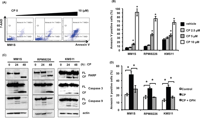 CP induces apoptosis of MM cells regardless of their p53 status.