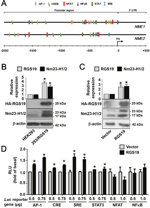 RGS19 upregulates the protein level of Nm23-H1/2 and activates the transcription factors AP-1, CRE, SRE and STAT3.