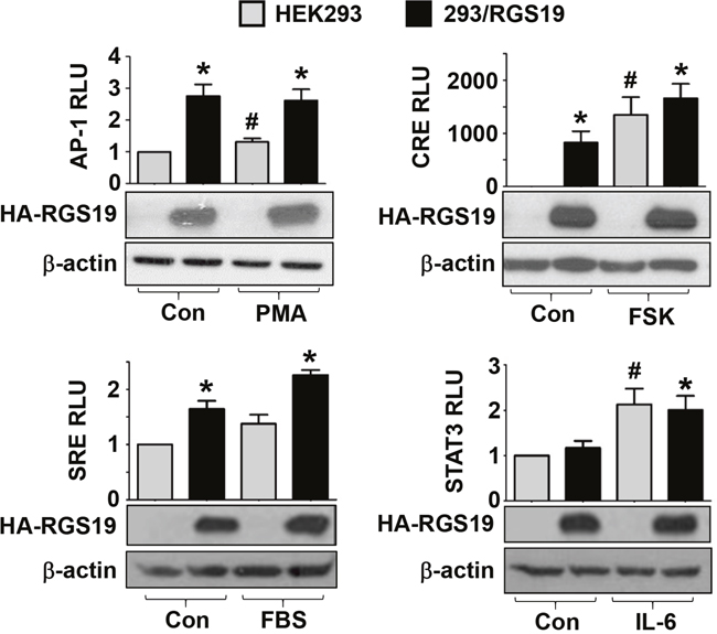 Stable overexpression of RGS19 activates the transcription factors AP-1, CRE, SRE but not STAT3.