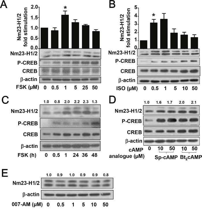 Activation of PKA pathway upregulates the protein level of Nm23-H1/2.