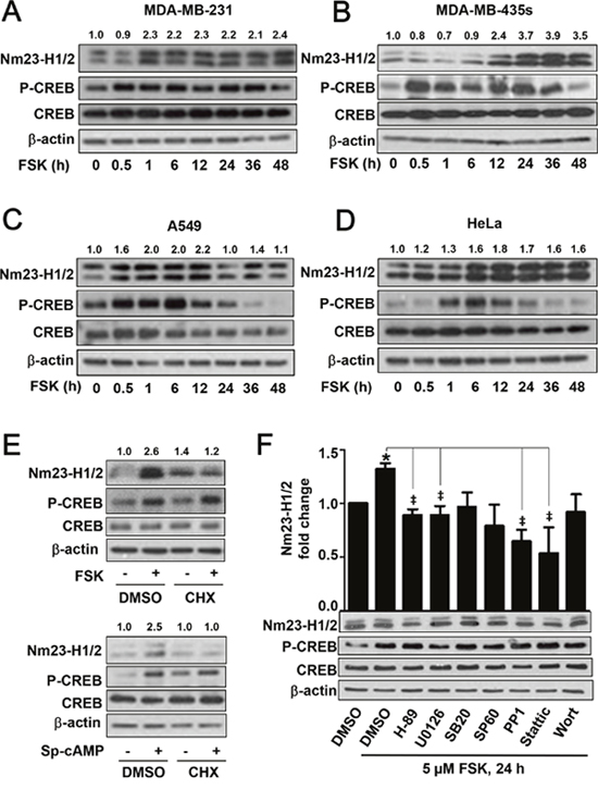 Time-dependent upregulation of Nm23-H1/2 protein expression in various cell lines.