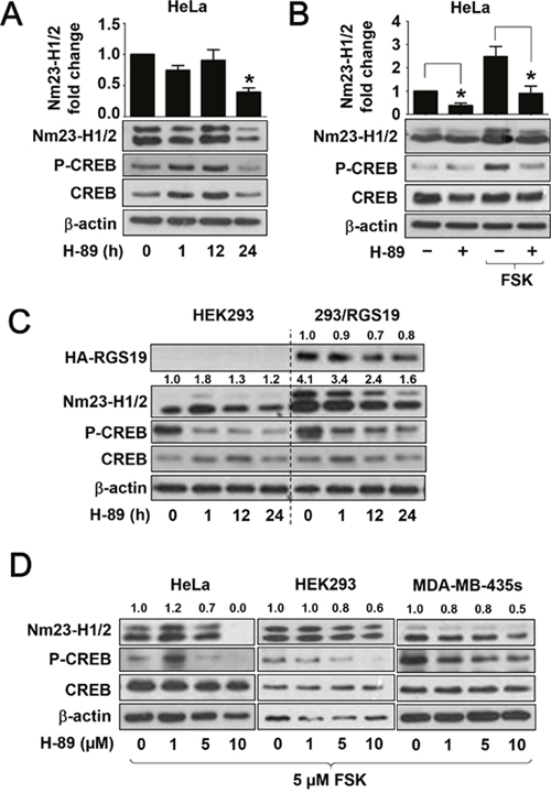 Suppression of Nm23-H1/2 protein level by PKA inhibitor H-89.