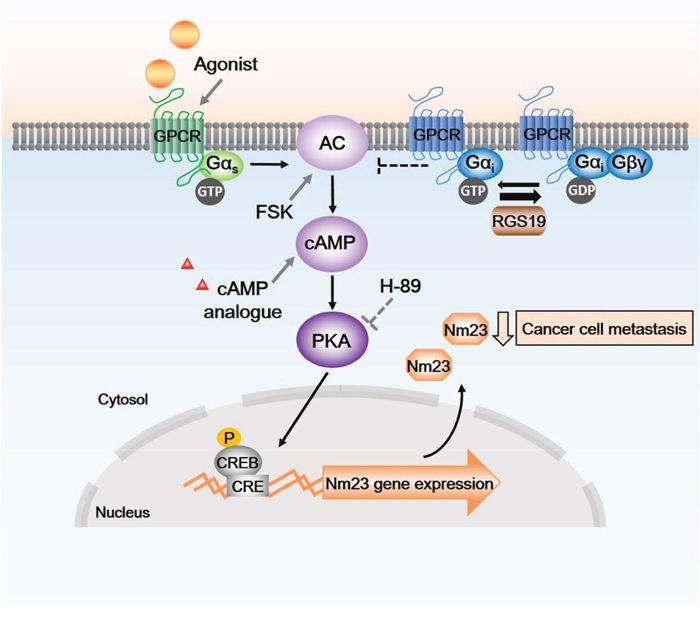 Schematic diagram of possible signaling pathways between RGS19, G proteins, cAMP/PKA cascades and transcription factors.