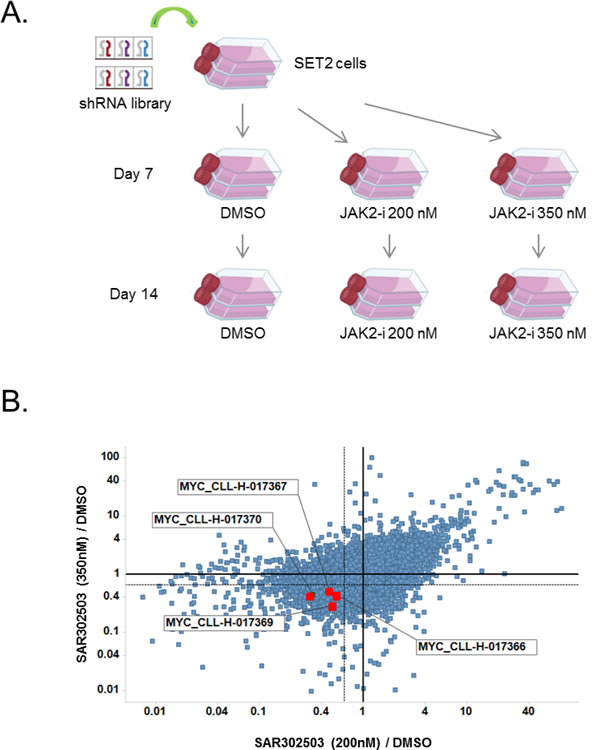 MYC is a top hit in a pooled shRNA screen to identify combination partners for JAK2 inhibitor.