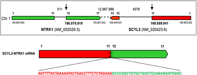 Identification of the SCYL3-NTRK1 gene rearrangement.