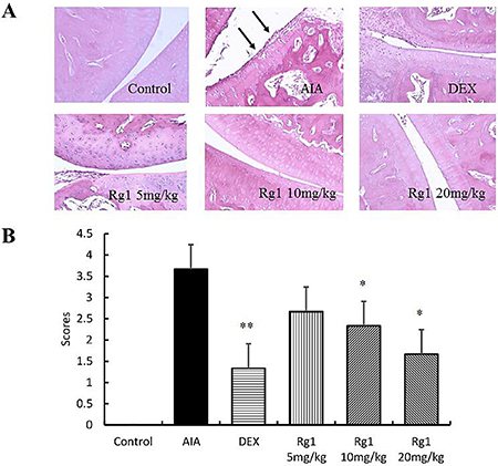 Effects of Rg1 on joint histopathology of AIA rats.