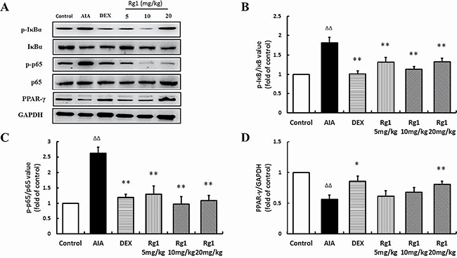 Effects of Rg1 on p-I&#x03BA;B&#x03B1;, p-p65, and PPAR-&#x03B3; protein expression in AIA rats.