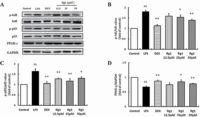Effects of Rg1 on p-I&#x03BA;B&#x03B1;, p-p65, and PPAR-&#x03B3; protein expression in RAW264.7 cells treated with LPS.