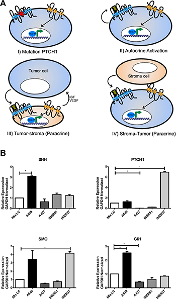 Over-activation mechanisms of the Hh pathway in cancer, and gene expression profile in lung cancer cell lines.