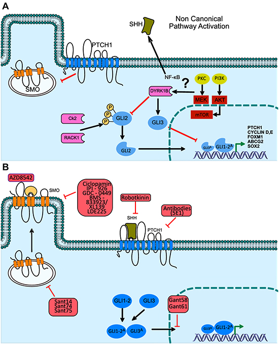 Non-canonical activation of the Hh pathway, through DYRK1B kinase, Hh signaling pathway inhibitors in medical oncology.