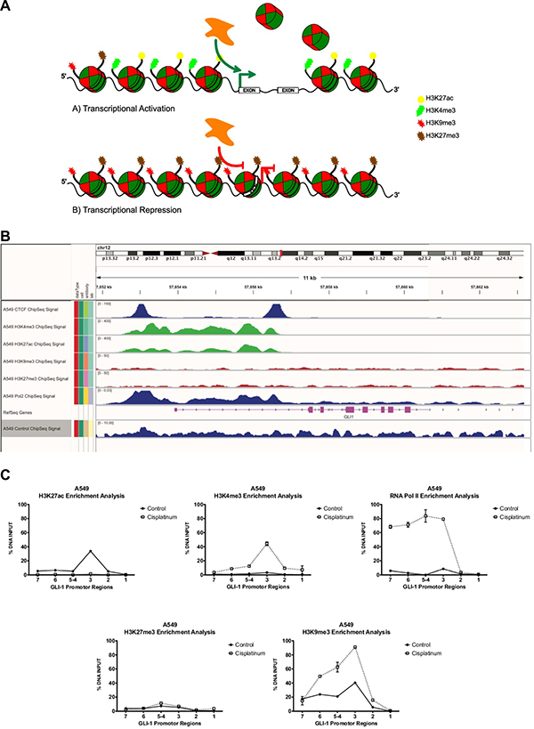 Representative model of histone code remodeling processes with or without chemotherapy schemes.