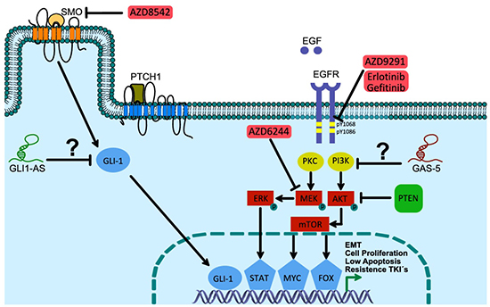 Hedgehog and EGFR cell signaling pathways: under lncRNAs control in lung cancer cells?