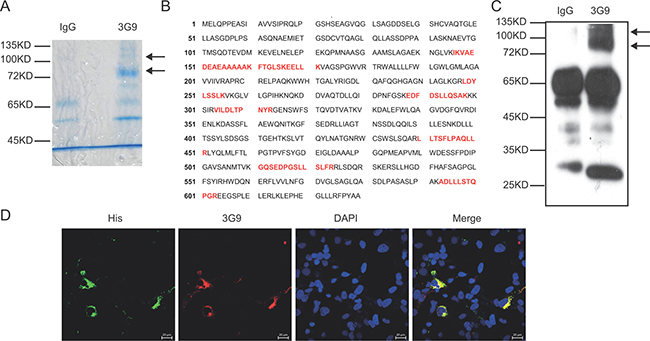 Identification of the antigen targeted by mAb 3G9.