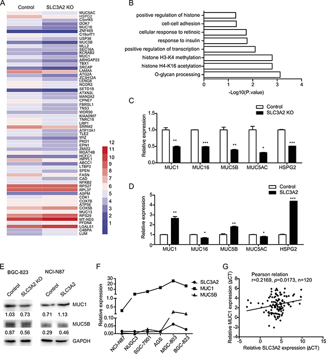 Knockout of SLC3A2 downregulated mucin genes expression.