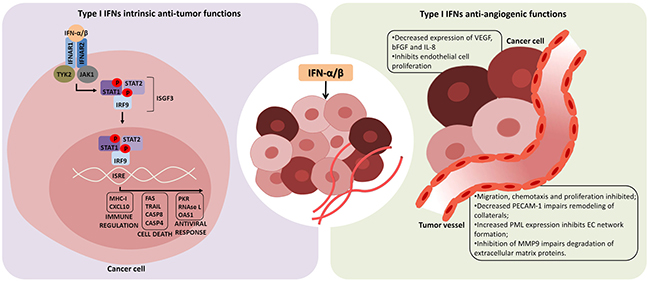 Intrinsic anti-tumor and anti-angiogenic functions of type I interferons.