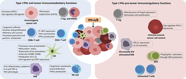 The context dependent and complex role of type I interferons in cancer immunity.
