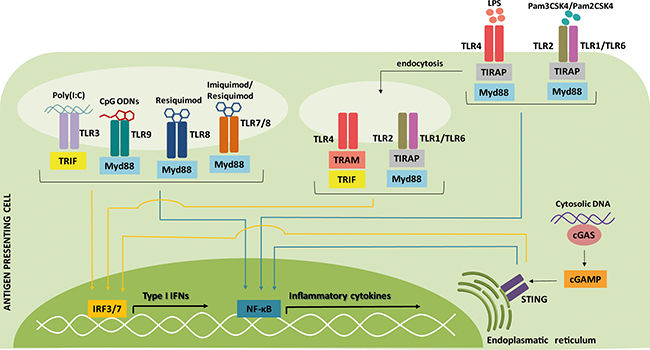 Signaling pathways of type I IFN inducers commonly used as adjuvants for cancer therapy.