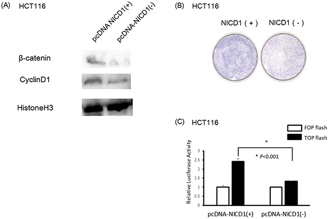 Induction of NICD1 into HCT cells with lower endogenous NICD1.