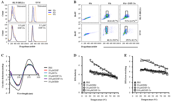 The effect of DSF:Cu on DNA synthesis.