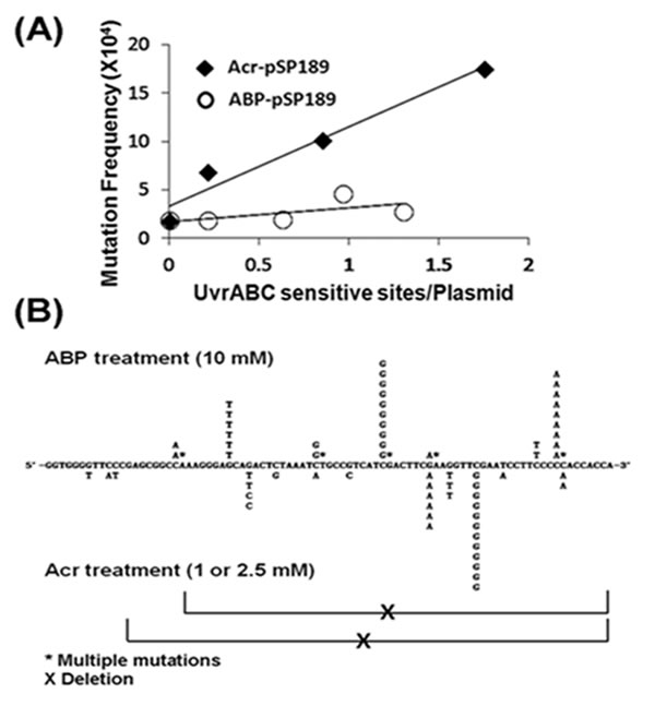 Relative mutagenicity, mutational signature and mutational spectrum induced by acrolein (Acr)-dG DNA adducts versus 4-ABP-DNA adducts in human urothelial cells.