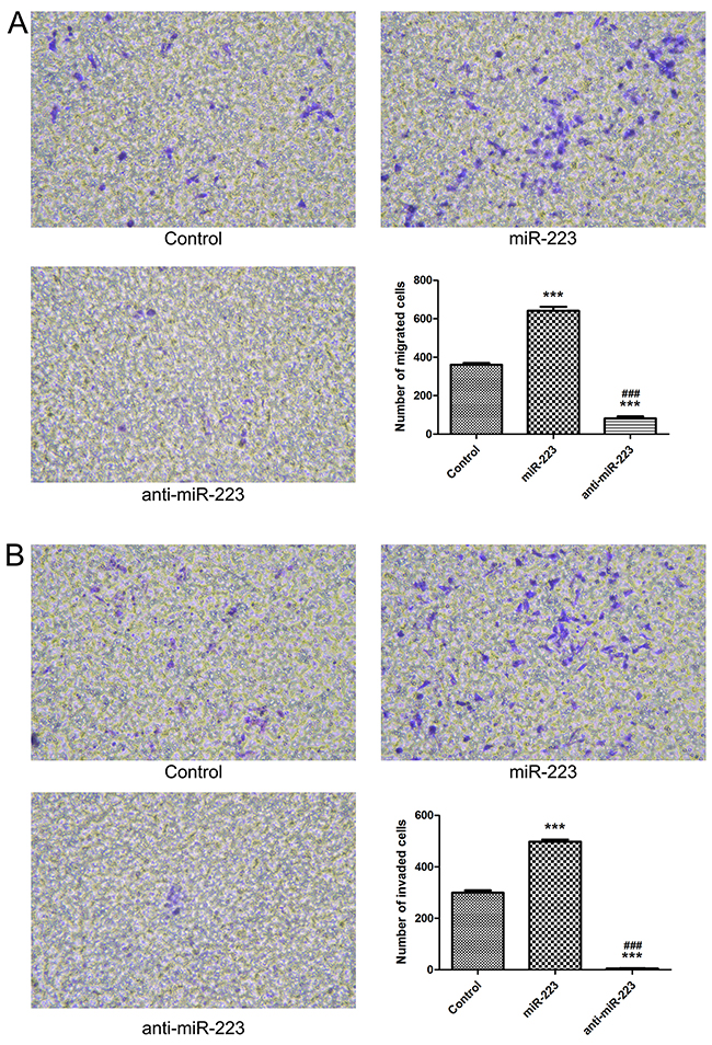 miR-223 overexpression enhances LoVo cell migration and invasion.
