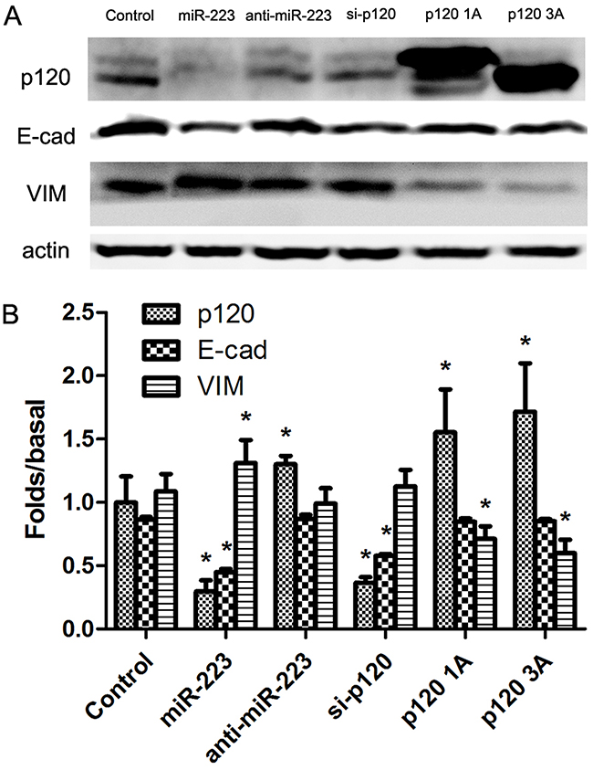 miR-223 overexpression recapitulated EMT induction in LoVo cells.