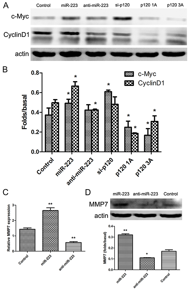 miR-223 overexpression upregulates c-Myc, cyclinD1, and MMP7 in LoVo cells.
